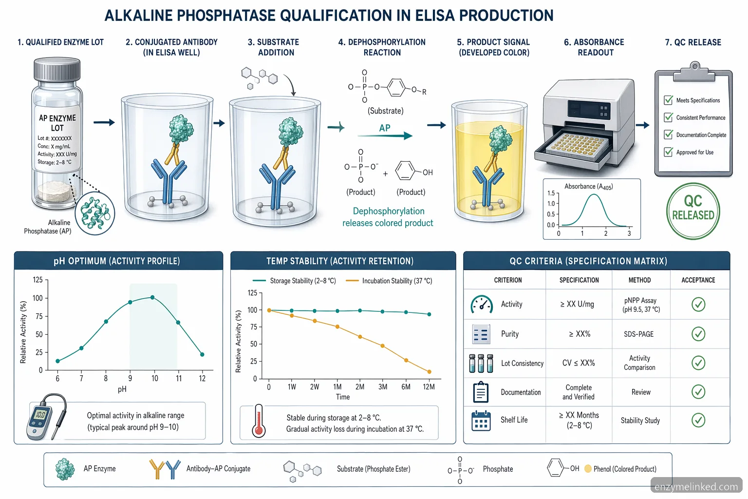 alkaline phosphatase diagnostic supplier for elisa workflow showing substrate reaction, pH screen, and QC release