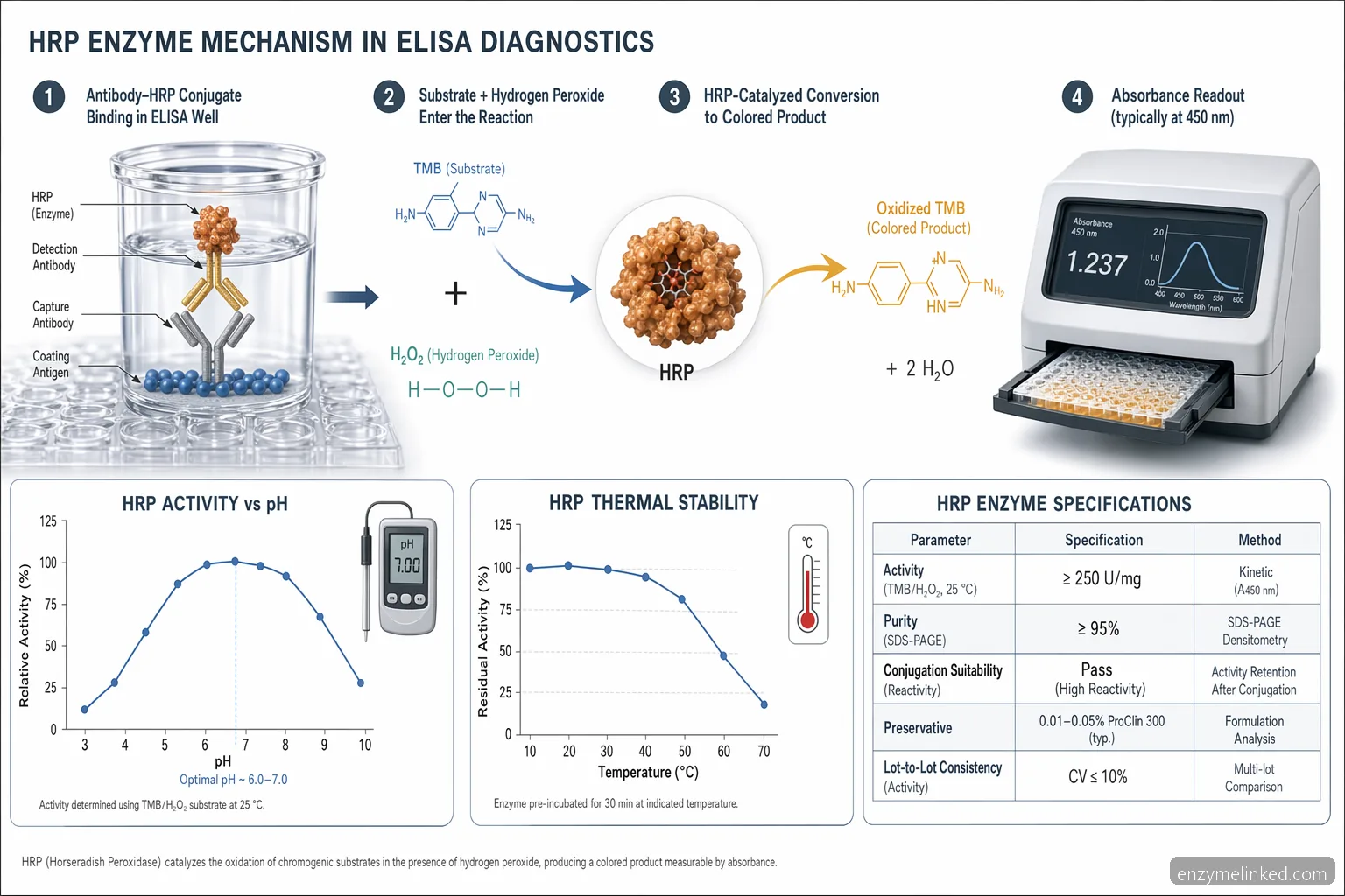 hrp enzyme for diagnostics ELISA mechanism diagram showing HRP substrate conversion, assay signals, and pH temperature controls