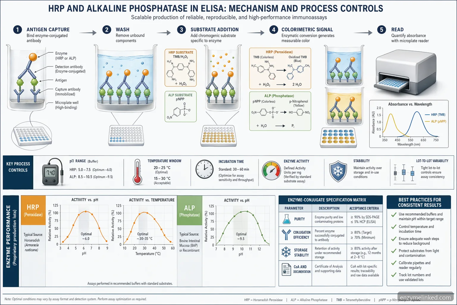 industrial elisa enzymes elisa process diagram showing HRP and AP reaction flow, pH curves, and QC specifications